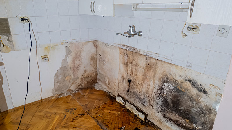 Schimmelschadensanierung in Düsseldorf | Gründlich & nachhaltig