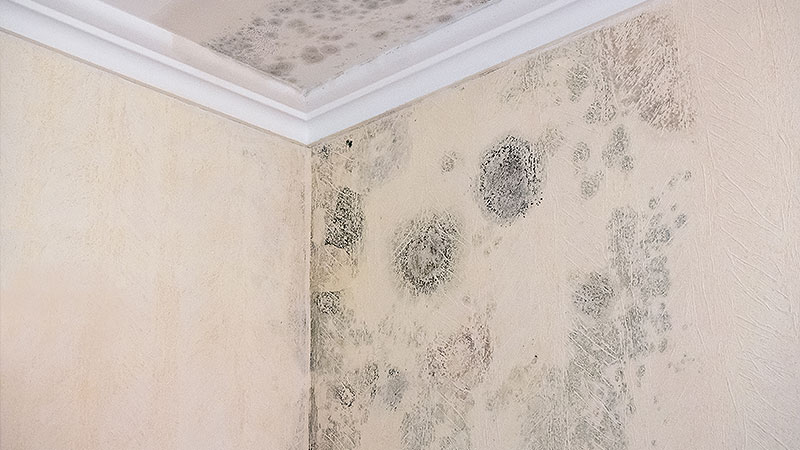 Wasserschadensanierung in Düsseldorf | Schnell & zuverlässig